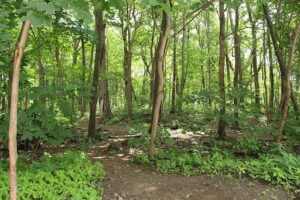 Summit Wood